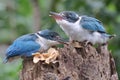 Two young collared kingfisher Todiramphus chloris are sunbathing on rotten trees before starting their daily activities.