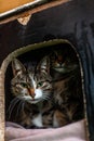 Two young colorful cat lay in wooden pet house