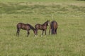 Two young colts and mare Royalty Free Stock Photo