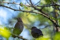 Two young common blackbird perched on a branch Royalty Free Stock Photo