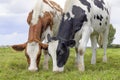 Two young cows grazing black red and white, upright side by side, multi color diversity in a green field under a blue sky Royalty Free Stock Photo