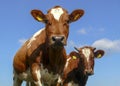 Two young cows stand side by side and look at the beholder under a blue sky