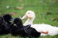 Two Young cute black and white Duck portrait, domestic bird with white and black feathers animals watching Royalty Free Stock Photo
