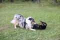 Two young cute dogs play fighting on a green grass Royalty Free Stock Photo