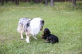 Two young cute dogs play fighting on a green grass Royalty Free Stock Photo