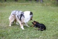 Two young cute dogs play fighting on a green grass Royalty Free Stock Photo