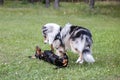 Two young cute dogs play fighting on a green grass Royalty Free Stock Photo