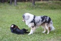 Two young cute dogs play fighting on a green grass Royalty Free Stock Photo