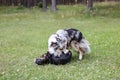 Two young cute dogs play fighting on a green grass Royalty Free Stock Photo