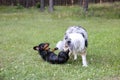 Two young cute dogs play fighting on a green grass Royalty Free Stock Photo