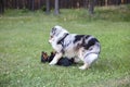 Two young cute dogs play fighting on a green grass Royalty Free Stock Photo