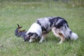 Two young cute dogs play fighting on a green grass Royalty Free Stock Photo