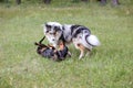 Two young cute dogs play fighting on a green grass Royalty Free Stock Photo