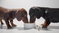 Two young dachshund dogs eat dry food from one white bowl photo image. White seamless studio background.