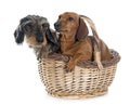 Two young dachshunds in basket