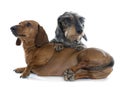 Two young dachshunds