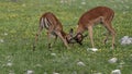 Impala antelope young deer