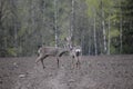 Two young deer on a field