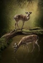 Two young deer in forest Royalty Free Stock Photo