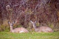 Two young deer resting in a field Royalty Free Stock Photo