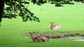 Two young deer resting in the forest Royalty Free Stock Photo