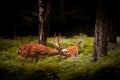 Two young deer standing among birch trees and paparotniks