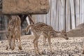 Two young deer standing on the brown ground Royalty Free Stock Photo