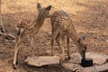 Two young deer standing on the brown ground Royalty Free Stock Photo