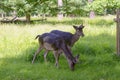 Two young deer walking in nature Royalty Free Stock Photo