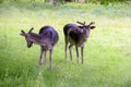 Two young deer walking in nature Royalty Free Stock Photo