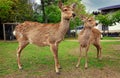 Two young deers gaze aside with anxiety and curiosity