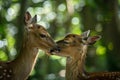 Two young deers showing affection in the forest Royalty Free Stock Photo