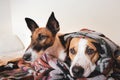 Two young dogs lay together under a poncho on the sofa.