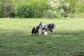 Two young dogs play fighting at park Royalty Free Stock Photo