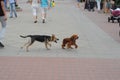 Two young dogs play on the sidewalk between the legs of passing people, motion blur Royalty Free Stock Photo