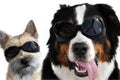 Two young dogs with sunglasses
