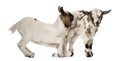 Two Young domestic goats, kids, isolated