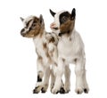 Two Young domestic goats, kids, isolated Royalty Free Stock Photo