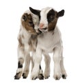 Two Young domestic goats, kids, isolated Royalty Free Stock Photo