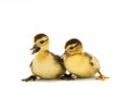 Two  young ducks isolated Royalty Free Stock Photo