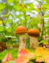 Two A young Edible Mushroom (Leccinum aurantiacum) Among Green moss and dry leaves in the autumn forest Royalty Free Stock Photo