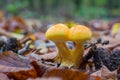 Two young edible mushrooms fused into one