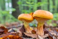 Two young edible mushrooms Suillus elegans grow in the forest