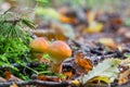 Two young edible mushrooms Suillus elegans grow in the forest