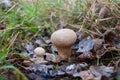 Two young, edible wild mushrooms Puffball Lycoperdon after a rain Royalty Free Stock Photo