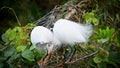 Two young egrets with breeding feathers court each other on a branch.