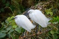 Two young egrets with breeding feathers court each other on a branch.