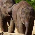 Two young Elephants