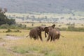 Two young Elephants fighting at Masai Mara Game Reserve, Kenya Royalty Free Stock Photo