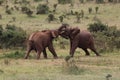 Two young elephants fighting on meadow in nature Royalty Free Stock Photo